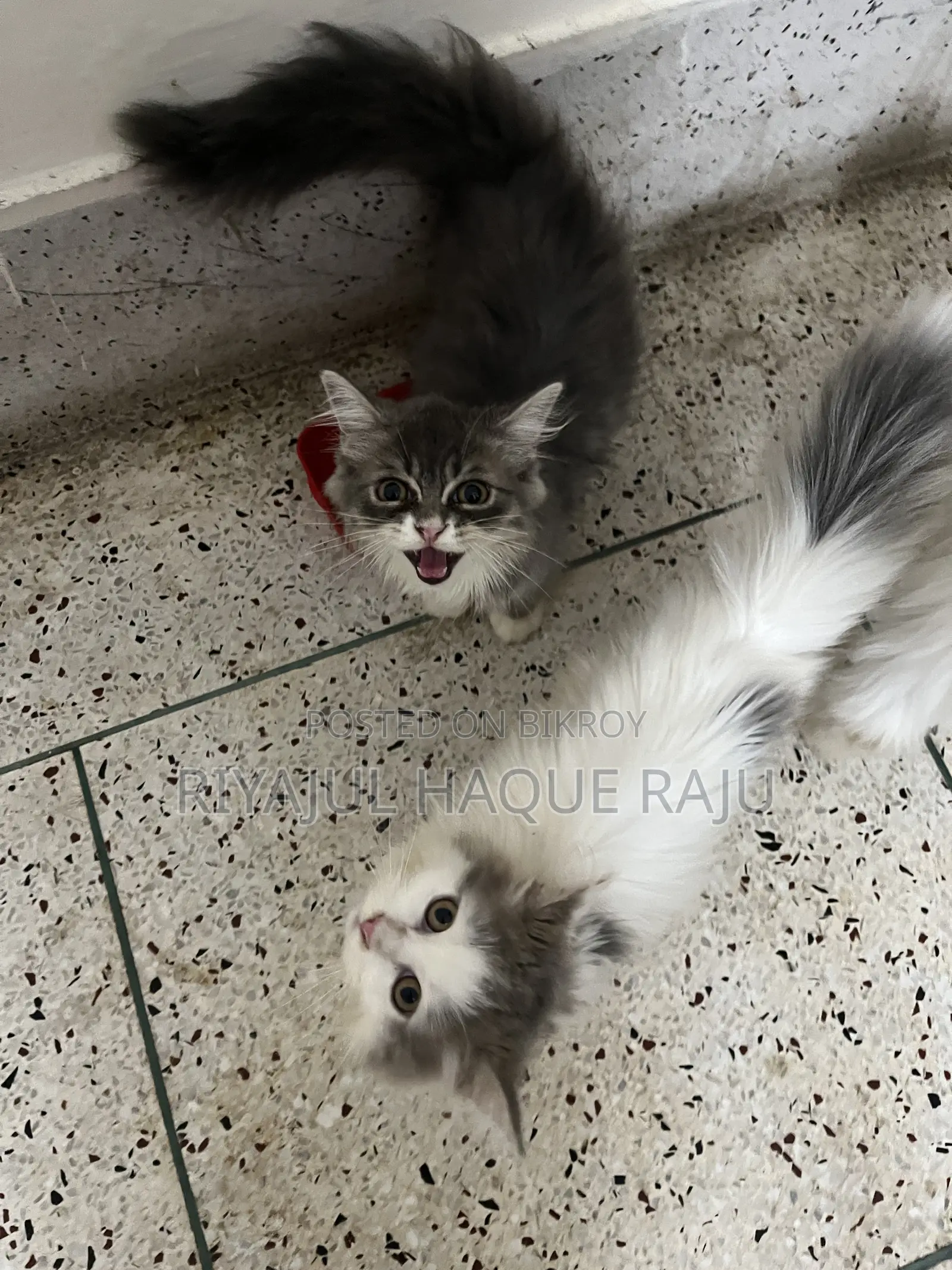 1-3 months Male Purebred Persian