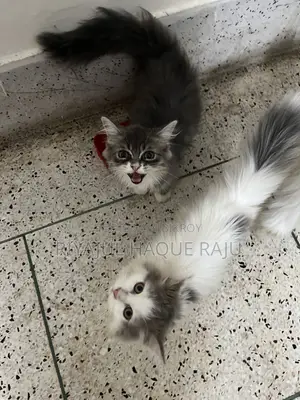 1-3 months Male Purebred Persian