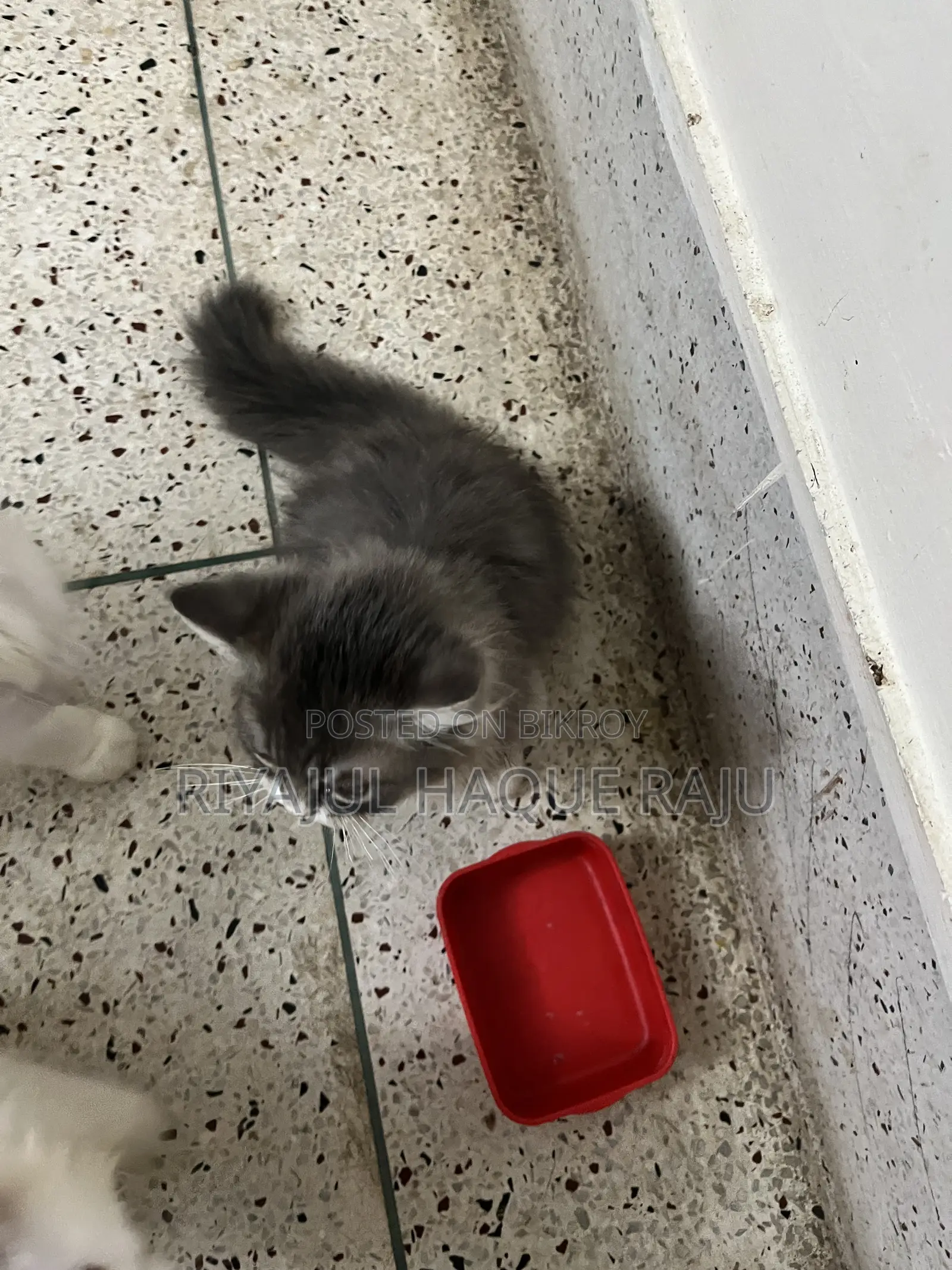 1-3 months Male Purebred Persian
