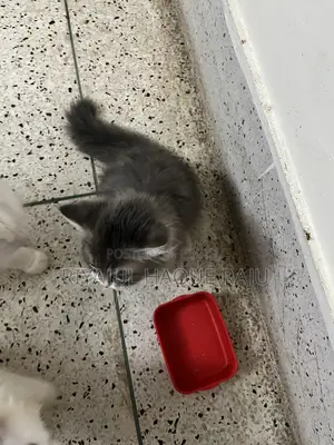 1-3 months Male Purebred Persian