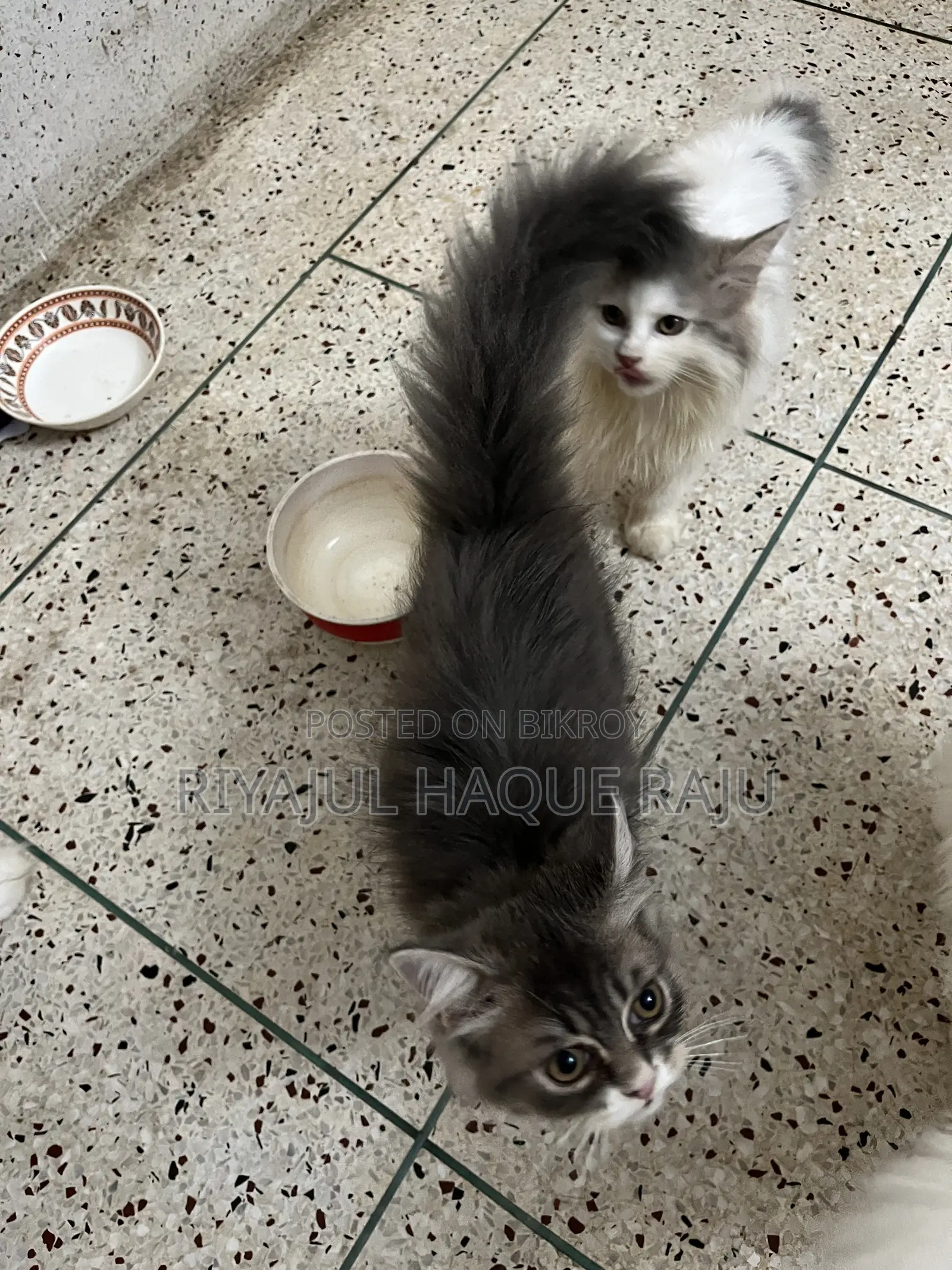 1-3 months Male Purebred Persian