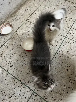 1-3 months Male Purebred Persian