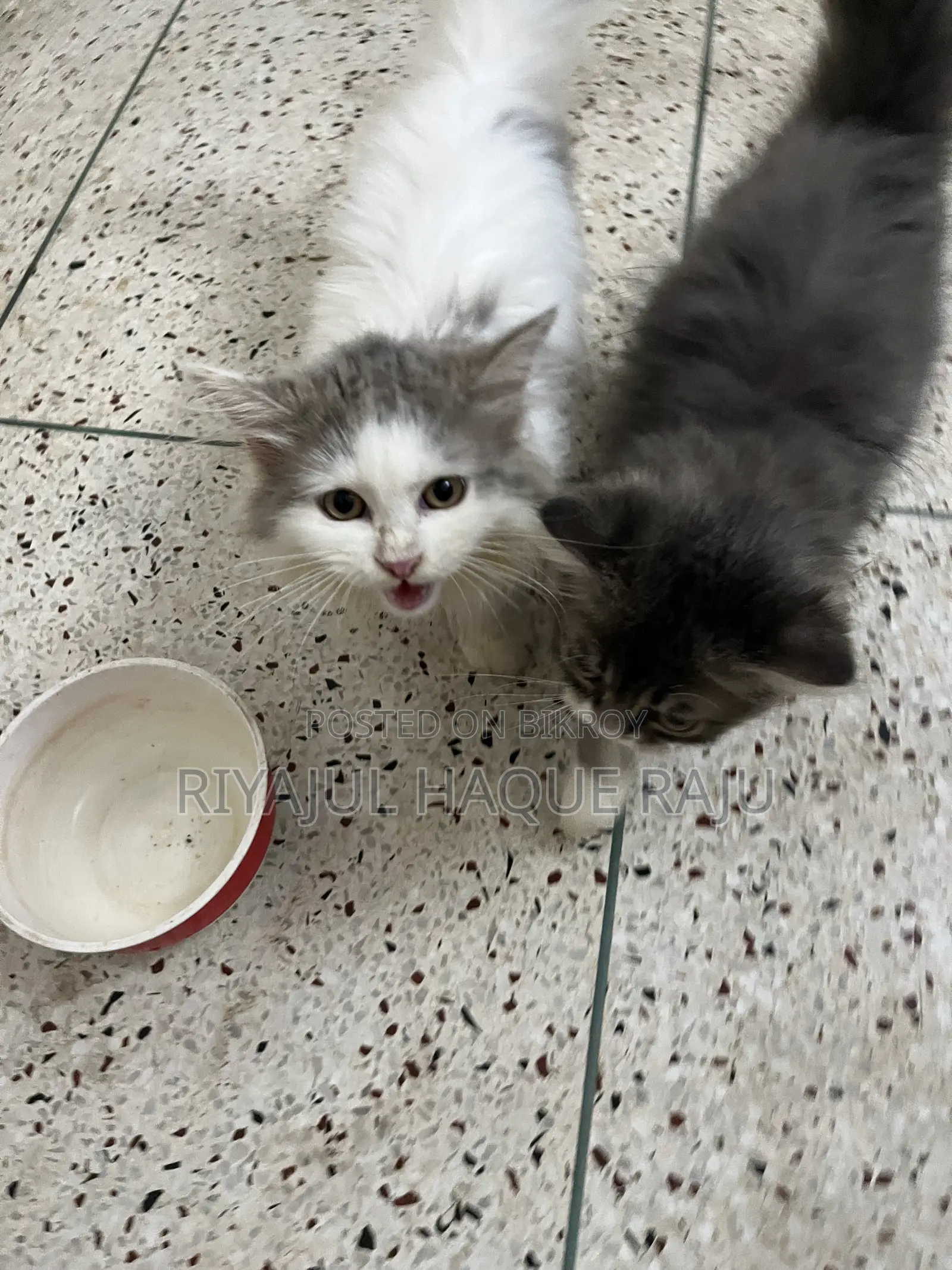 1-3 months Male Purebred Persian