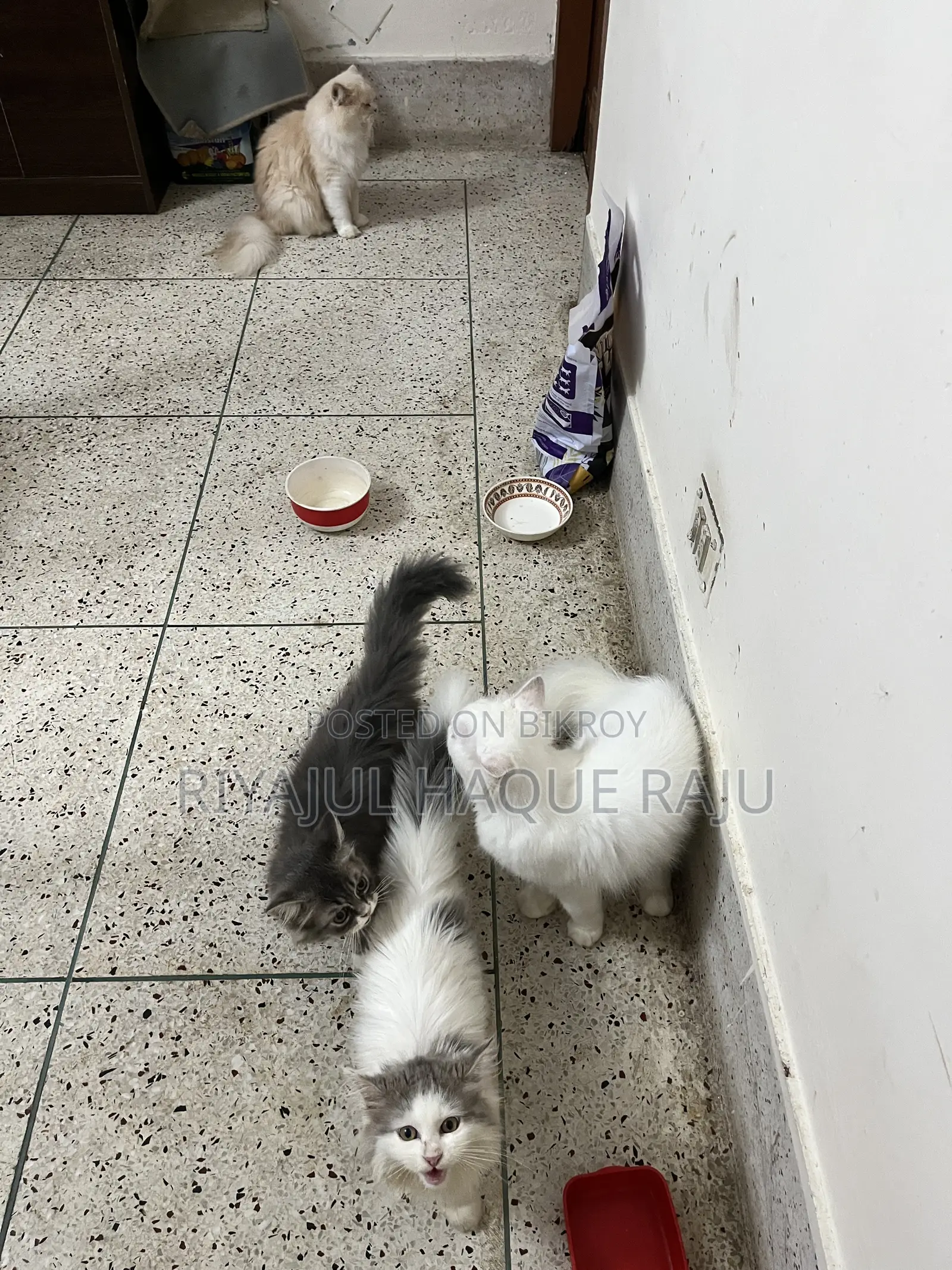 1-3 months Male Purebred Persian