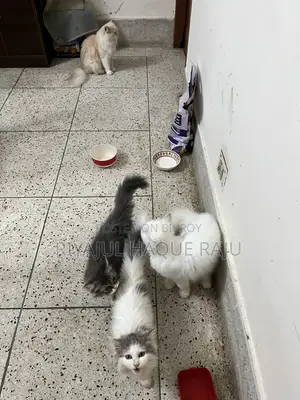 1-3 months Male Purebred Persian