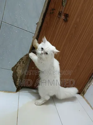 1+ year Male Purebred Persian