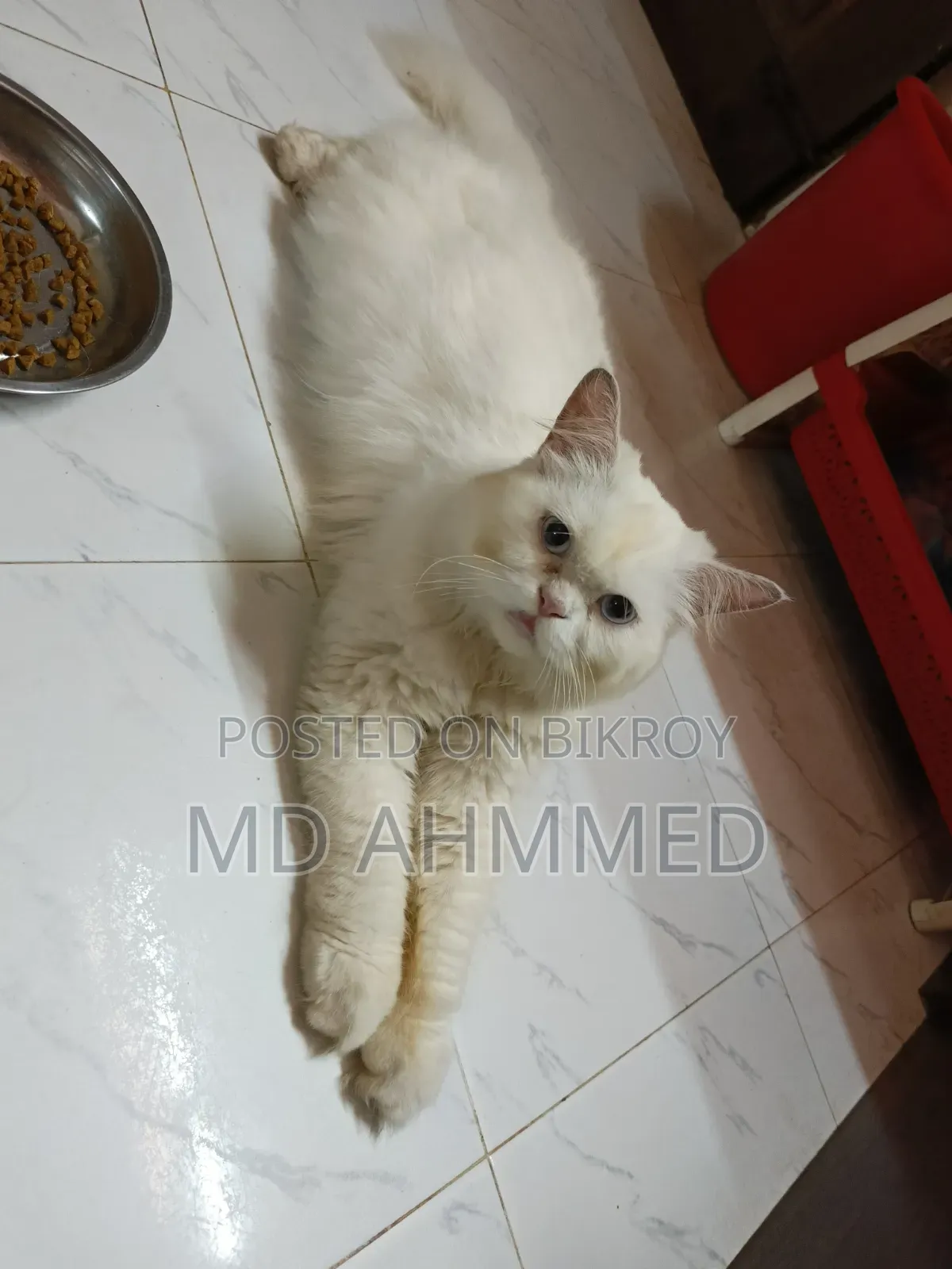 ১+ বছরের পুরুষ খাঁটি পার্সিয়ান