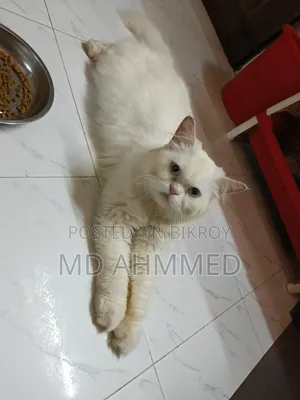 ১+ বছরের পুরুষ খাঁটি পার্সিয়ান
