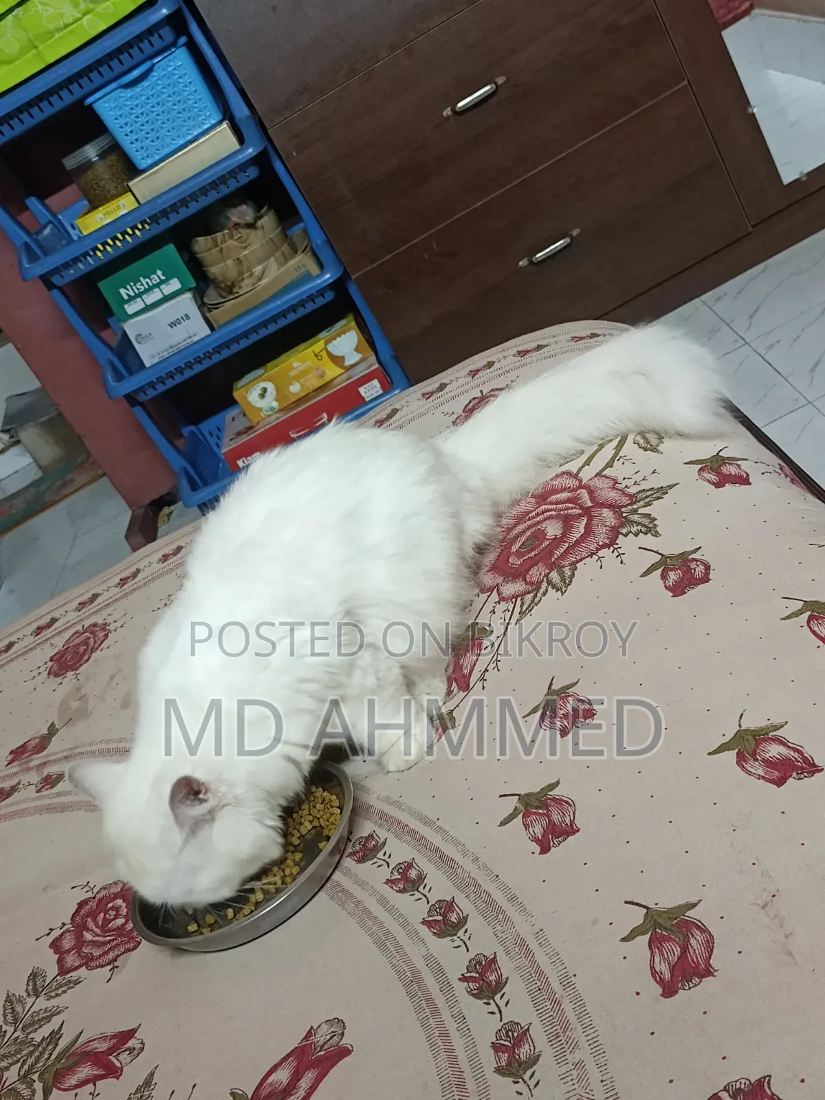 ১+ বছরের পুরুষ খাঁটি পার্সিয়ান