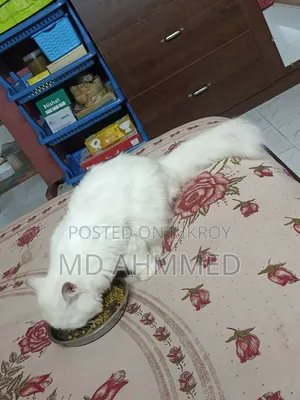 ১+ বছরের পুরুষ খাঁটি পার্সিয়ান