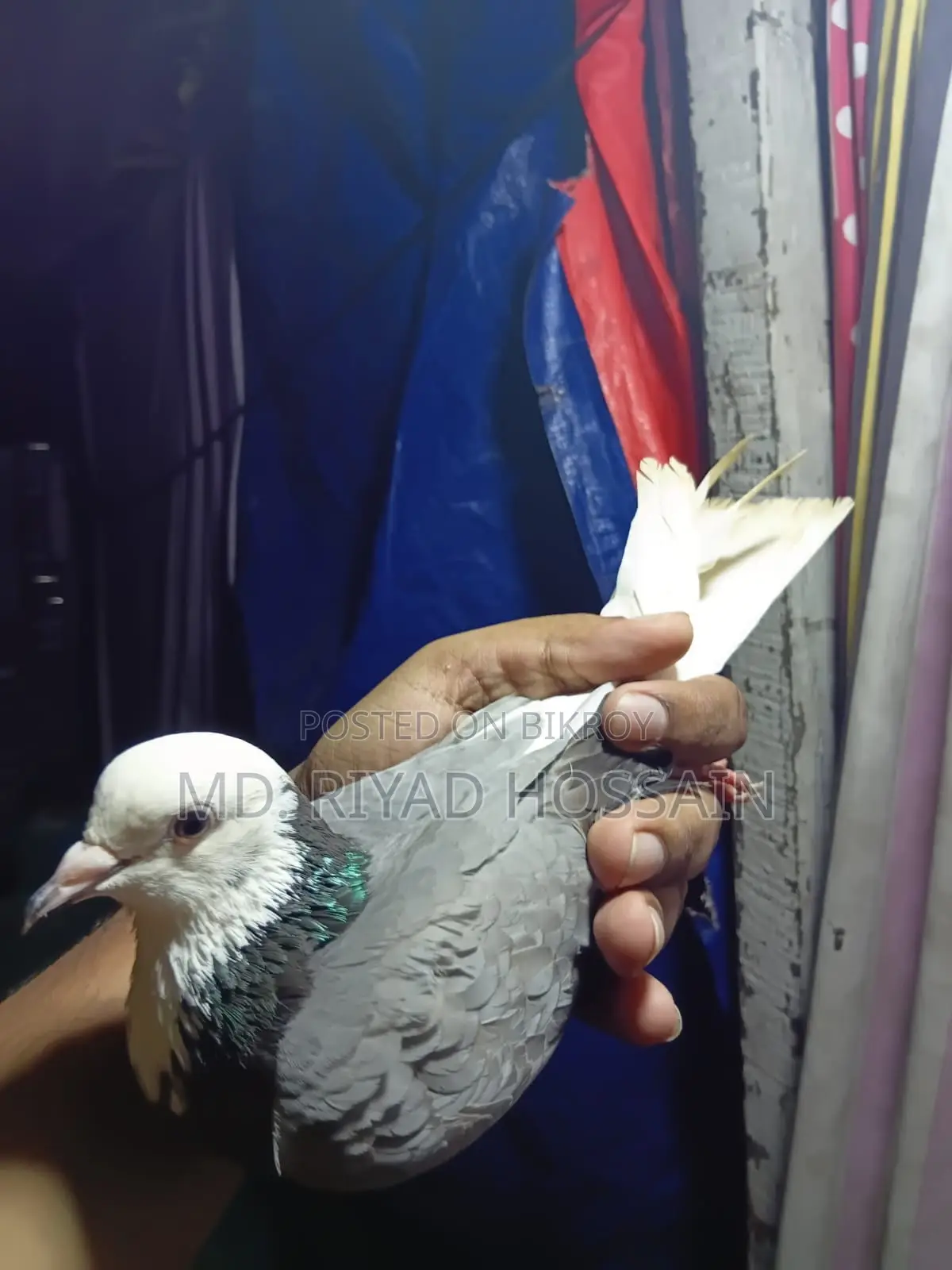 আকাশী সাদা রাজগোল্লা মাদি