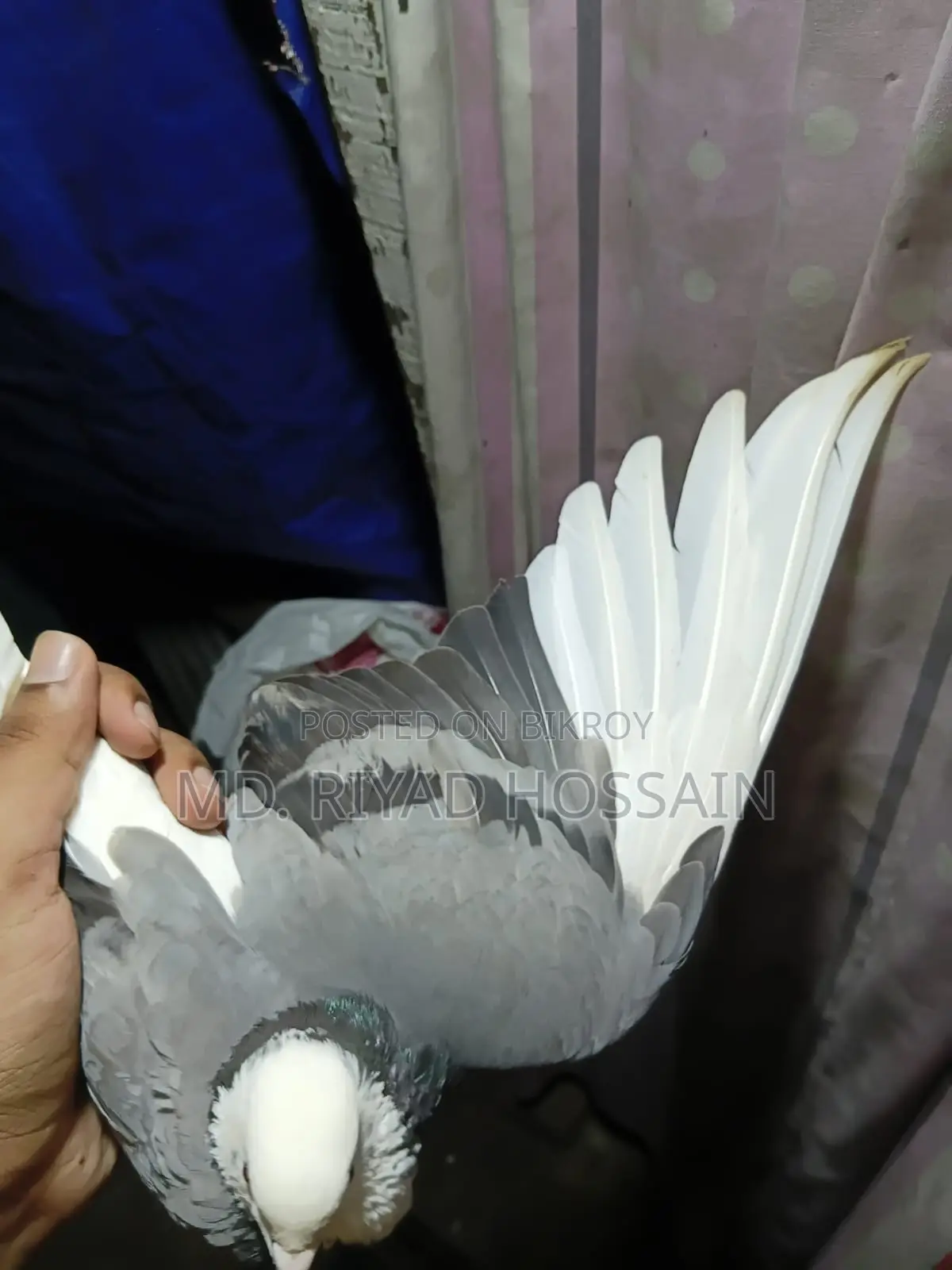 আকাশী সাদা রাজগোল্লা মাদি