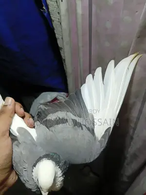 আকাশী সাদা রাজগোল্লা মাদি
