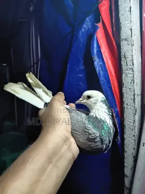 আকাশী সাদা রাজগোল্লা মাদি