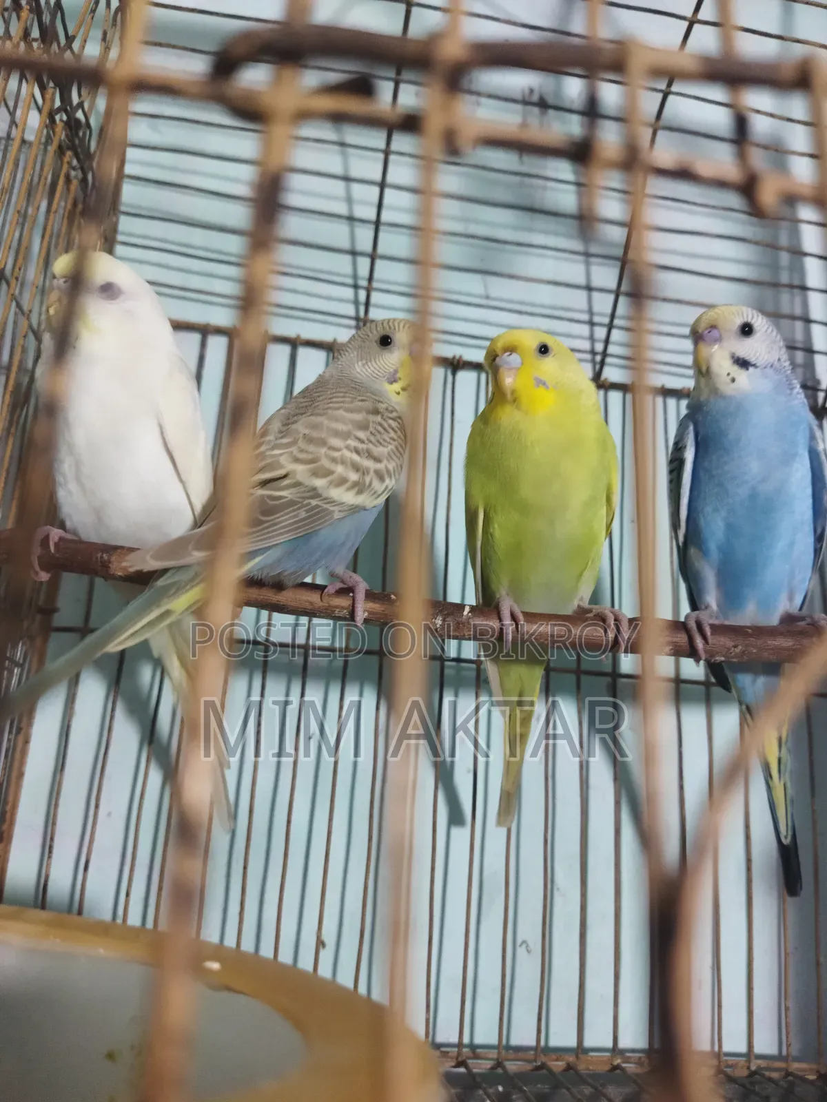 বাজরিগার পাখি বিক্রি