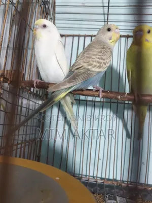 বাজরিগার পাখি বিক্রি