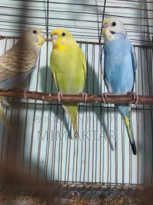 বাজরিগার পাখি বিক্রি