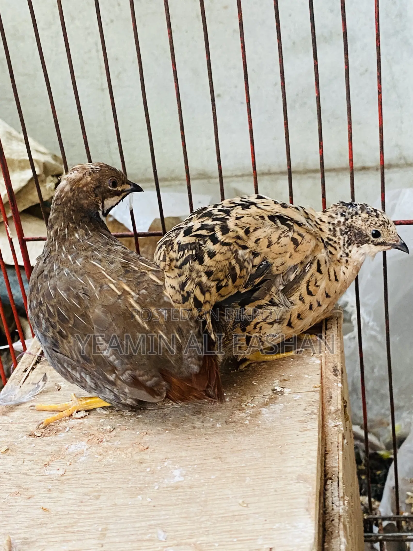 King Quail