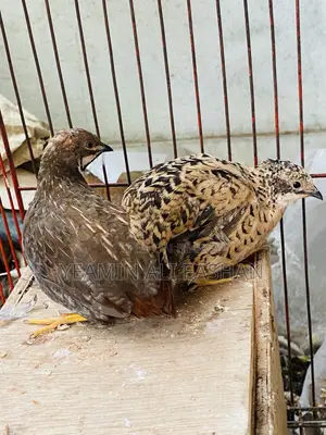 King Quail