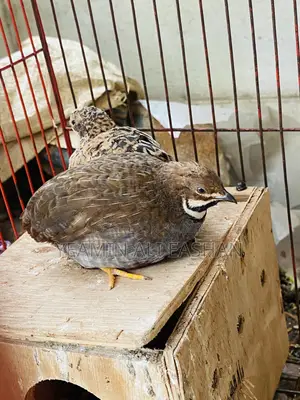 King Quail