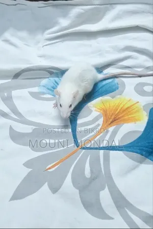 Albino White Mouse