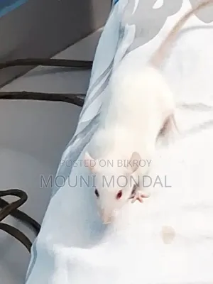 Albino White Mouse