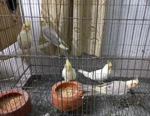 ককাটেল (লুটিনো পাইড)