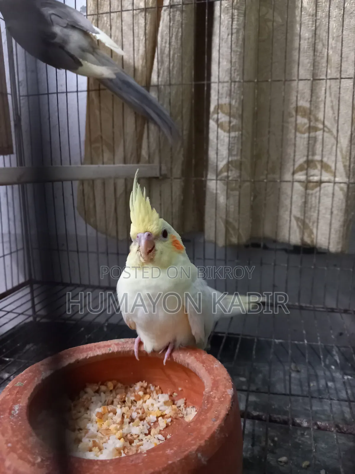 ককাটেল (লুটিনো পাইড)