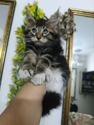 ১-৩ মাস বয়সী নারী খাঁটি জাতের মেইন কুন