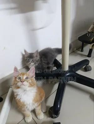 ১-৩ মাস বয়সী নারী খাঁটি জাতের মেইন কুন