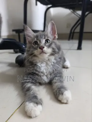 ১-৩ মাস বয়সী নারী খাঁটি জাতের মেইন কুন