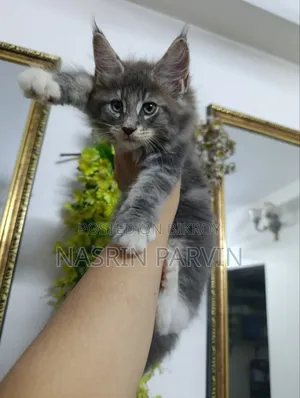 ১-৩ মাসের মেইন কুন খাঁটি জাতের মাদী বিড়ালছানা