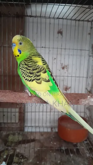 একজোড়া বাজরিগার পাখি তিনটি ডিমসহ