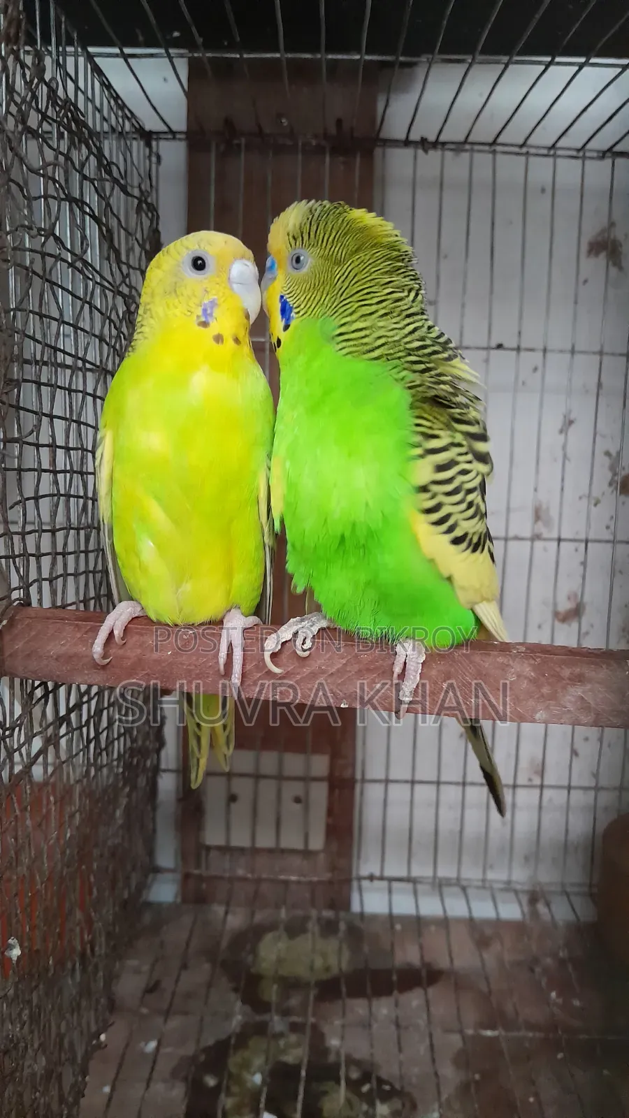 একজোড়া বাজরিগার পাখি তিনটি ডিমসহ
