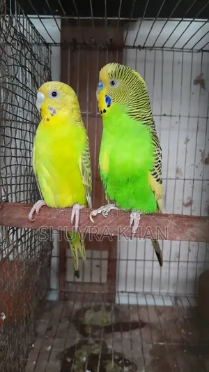 একজোড়া বাজরিগার পাখি তিনটি ডিমসহ