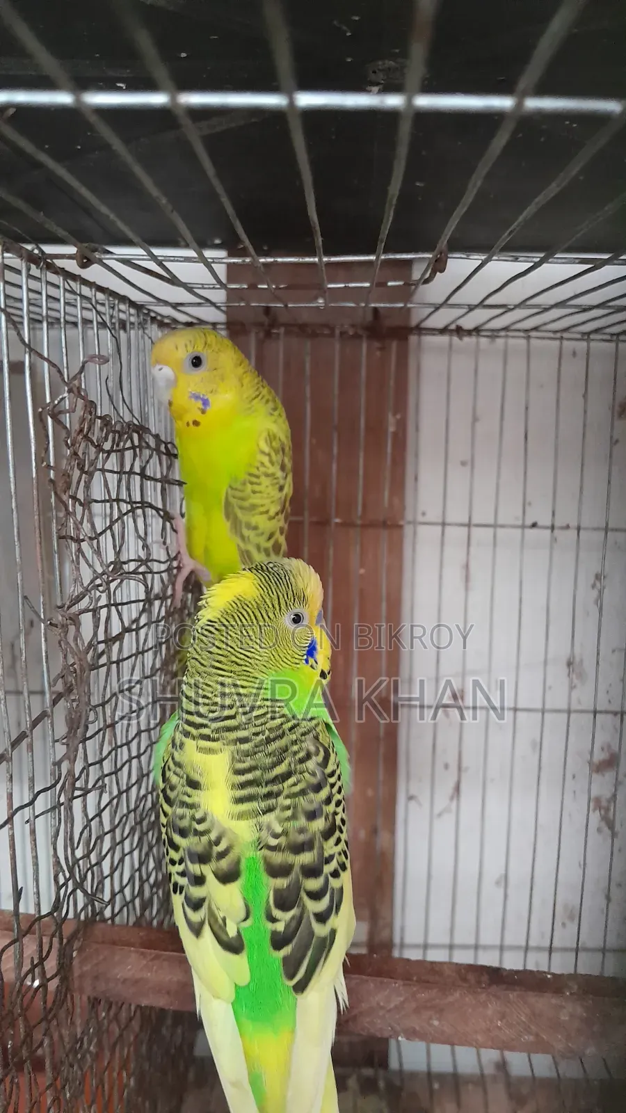 একজোড়া বাজরিগার পাখি তিনটি ডিমসহ