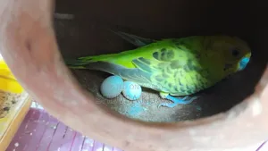 একজোড়া বাজরিগার পাখি তিনটি ডিমসহ