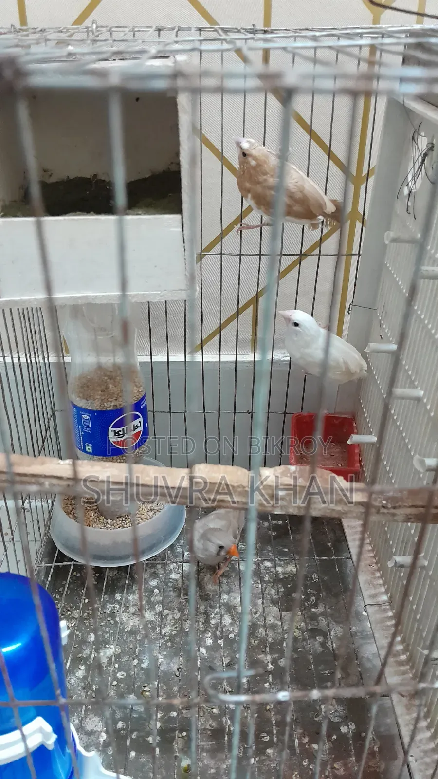 ফিঞ্চ জোড়া এবং একক