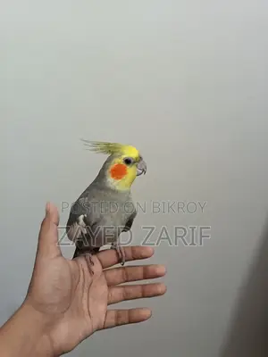 মেল ককাটেল গ্রে