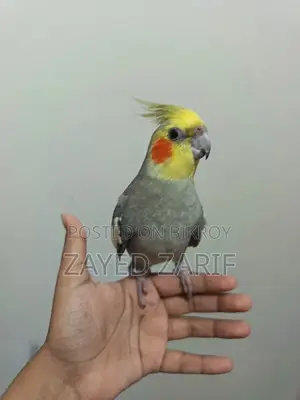 মেল ককাটেল গ্রে