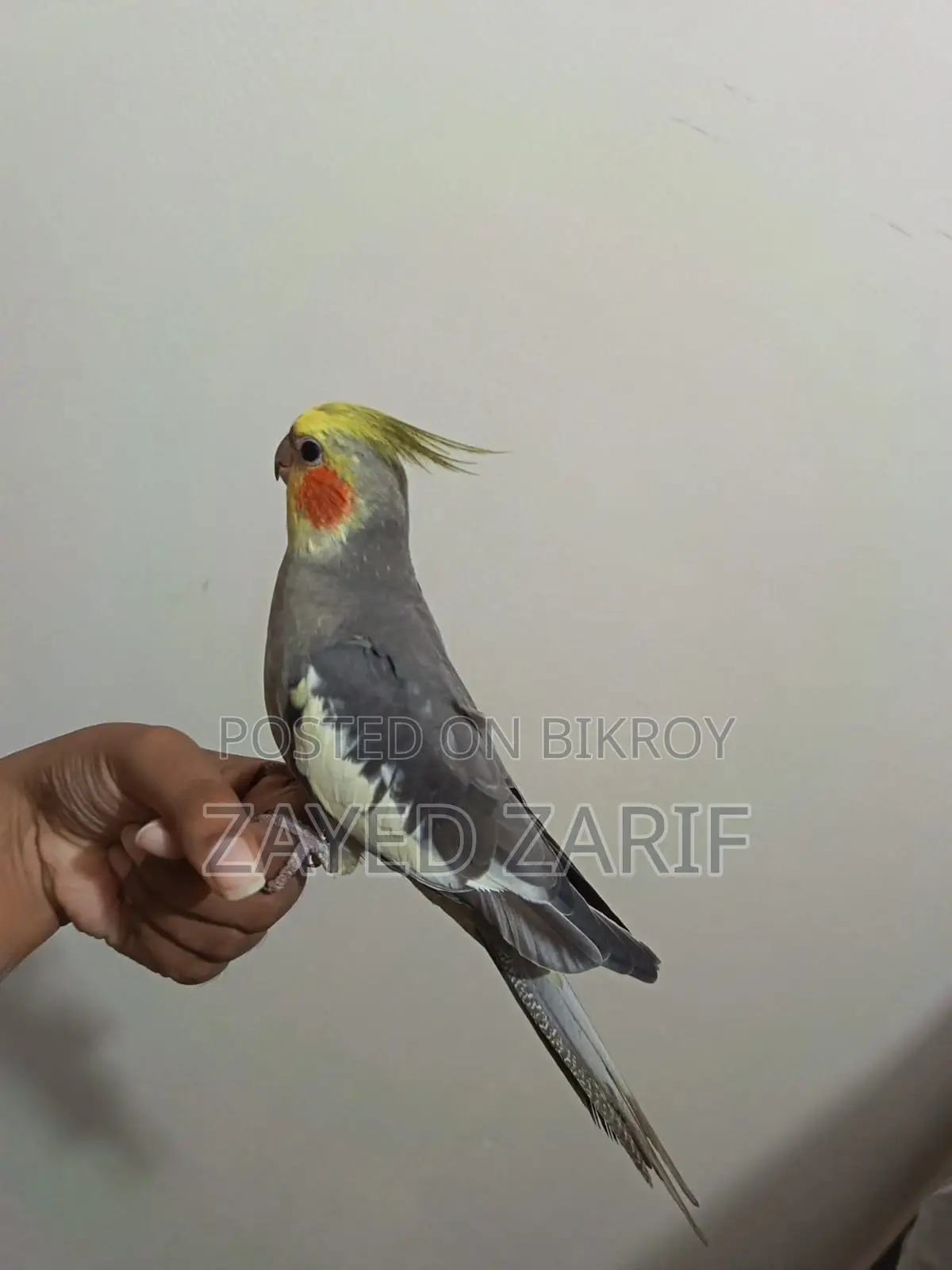 মেল ককাটেল গ্রে