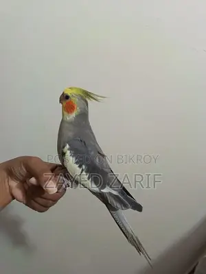 মেল ককাটেল গ্রে