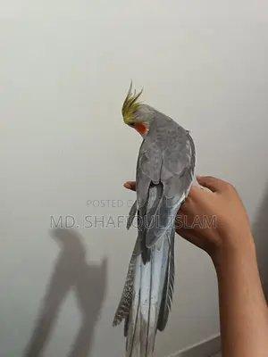 মেল ককাটেল গ্রে