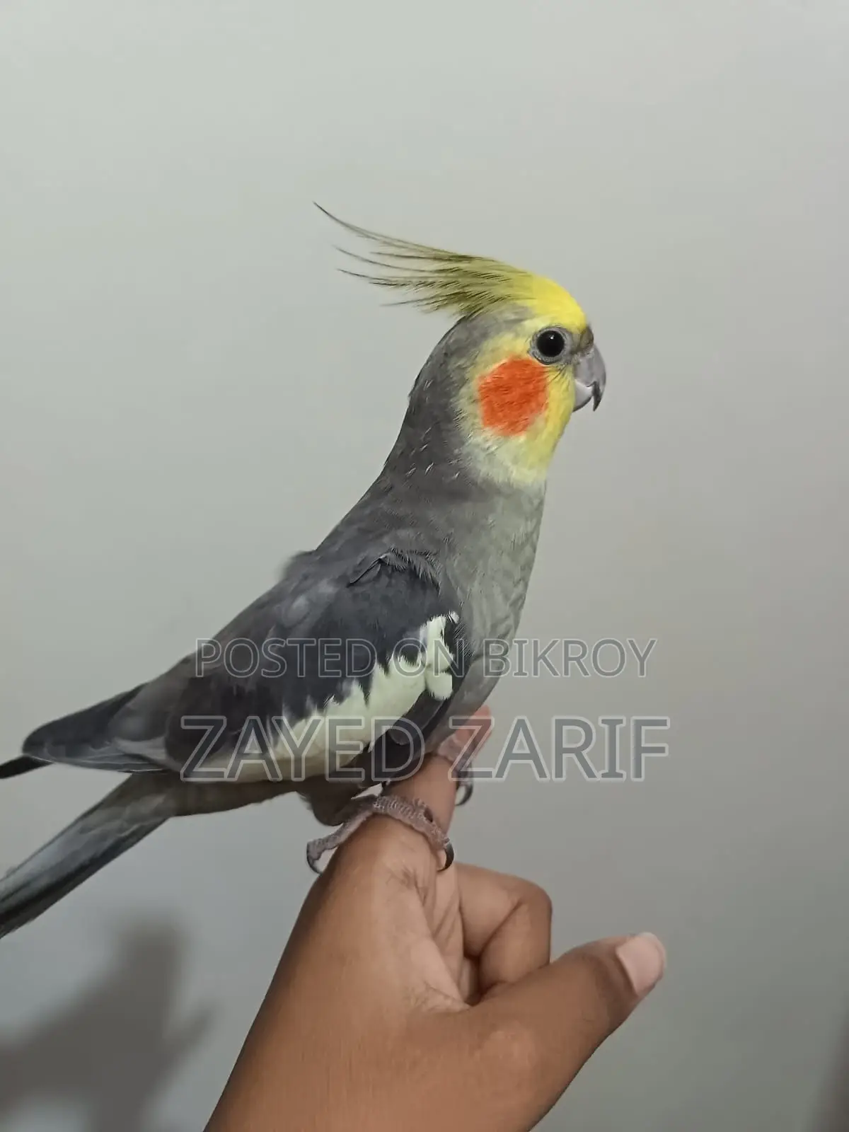 মেল ককাটেল গ্রে