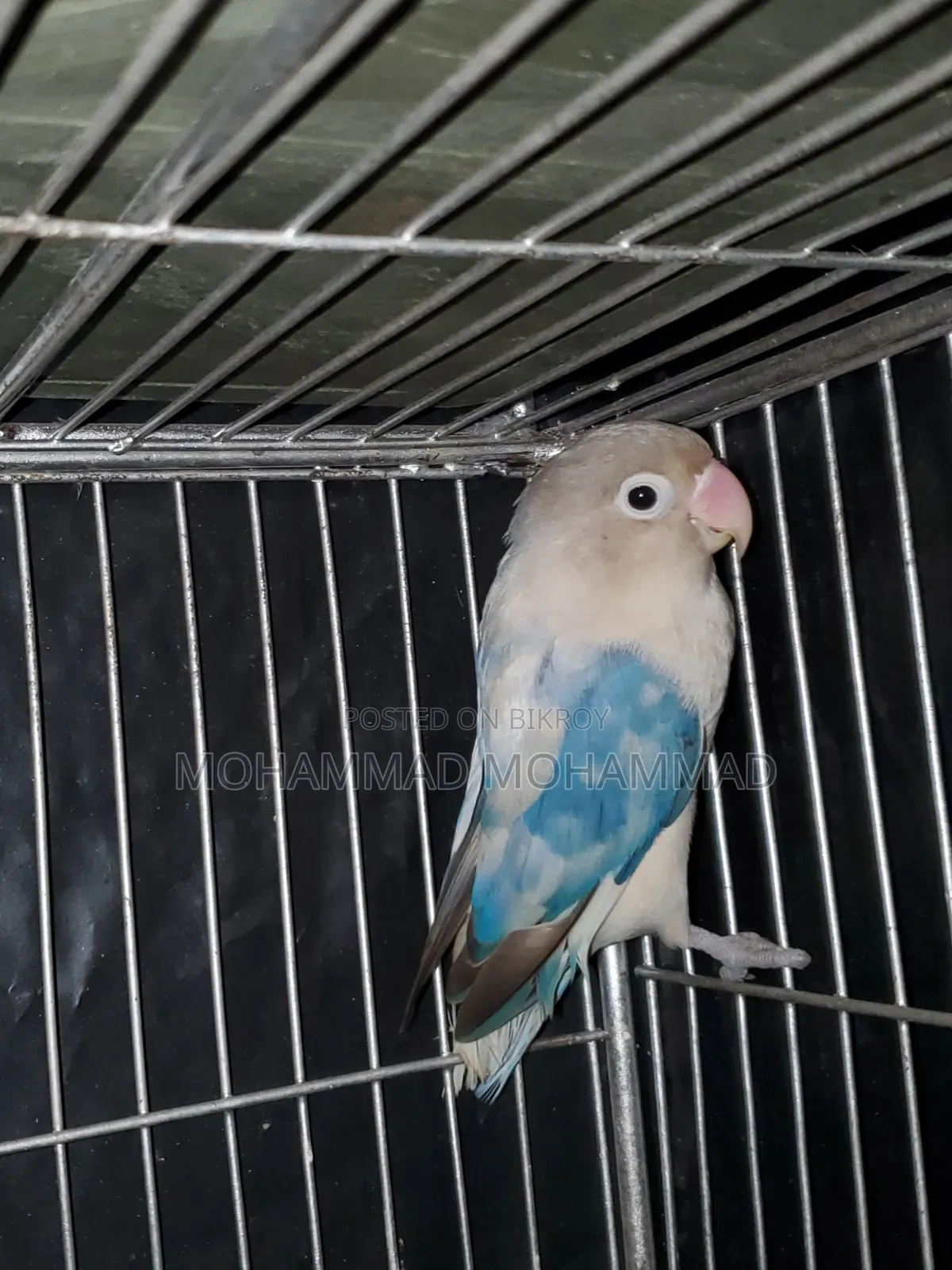 Lovebird Male