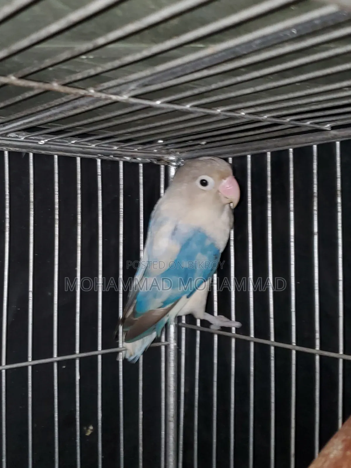 Lovebird Male