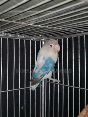 Lovebird Male
