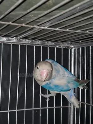 Lovebird Male