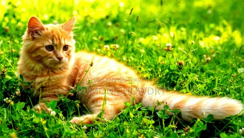 1-3 months Female Purebred Persian Cat