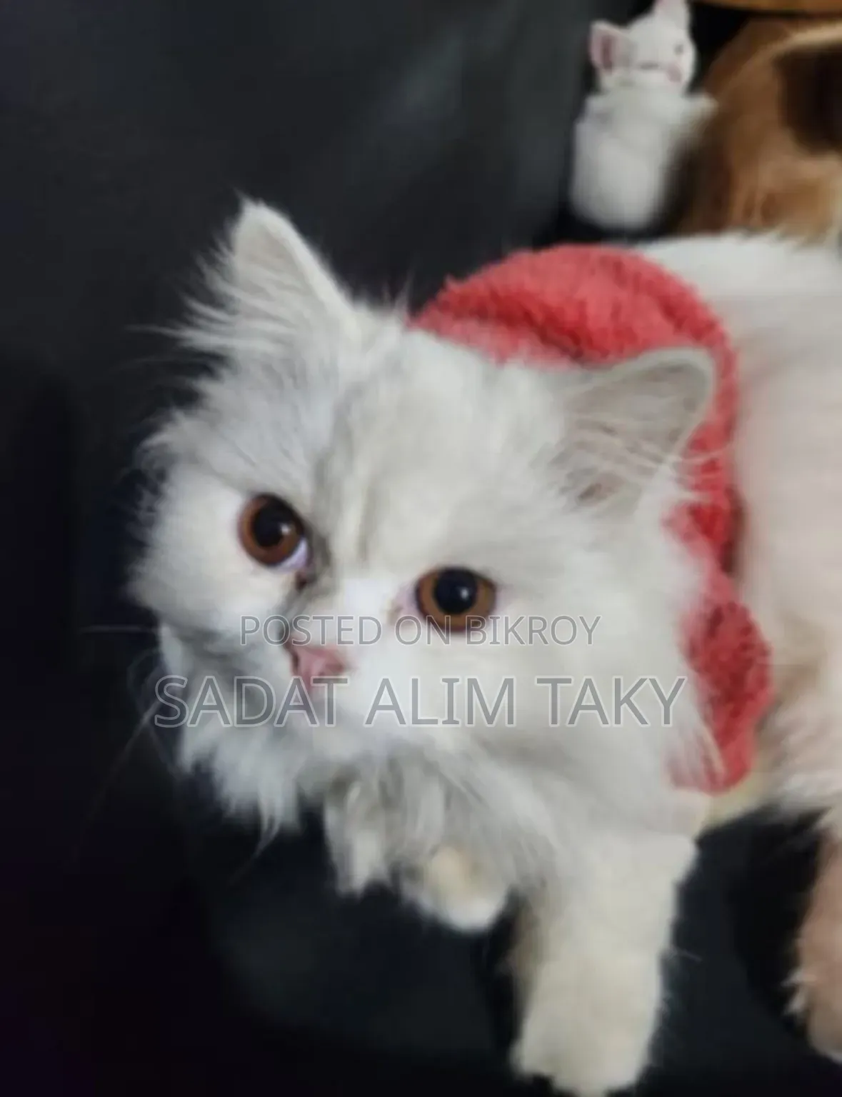 1+ Year Female Purebred Persian